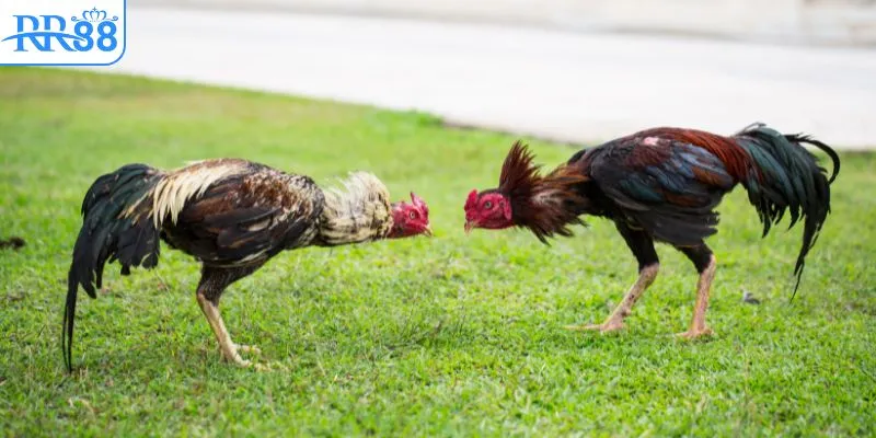 Lý do người dùng nên chọn trang đá gà uy tín